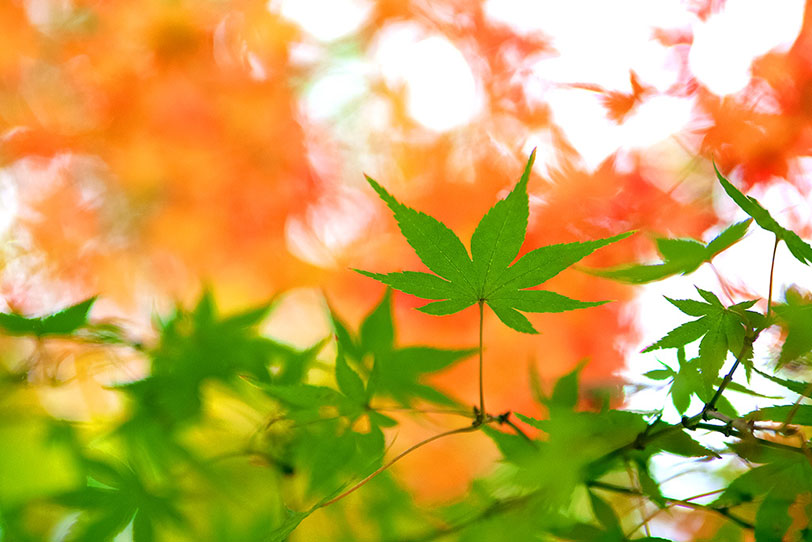 リンク集4