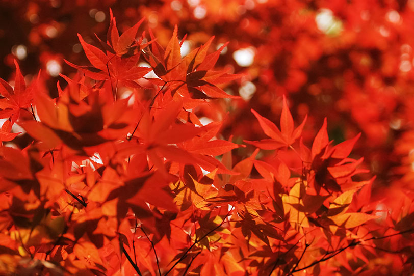 リンク集15